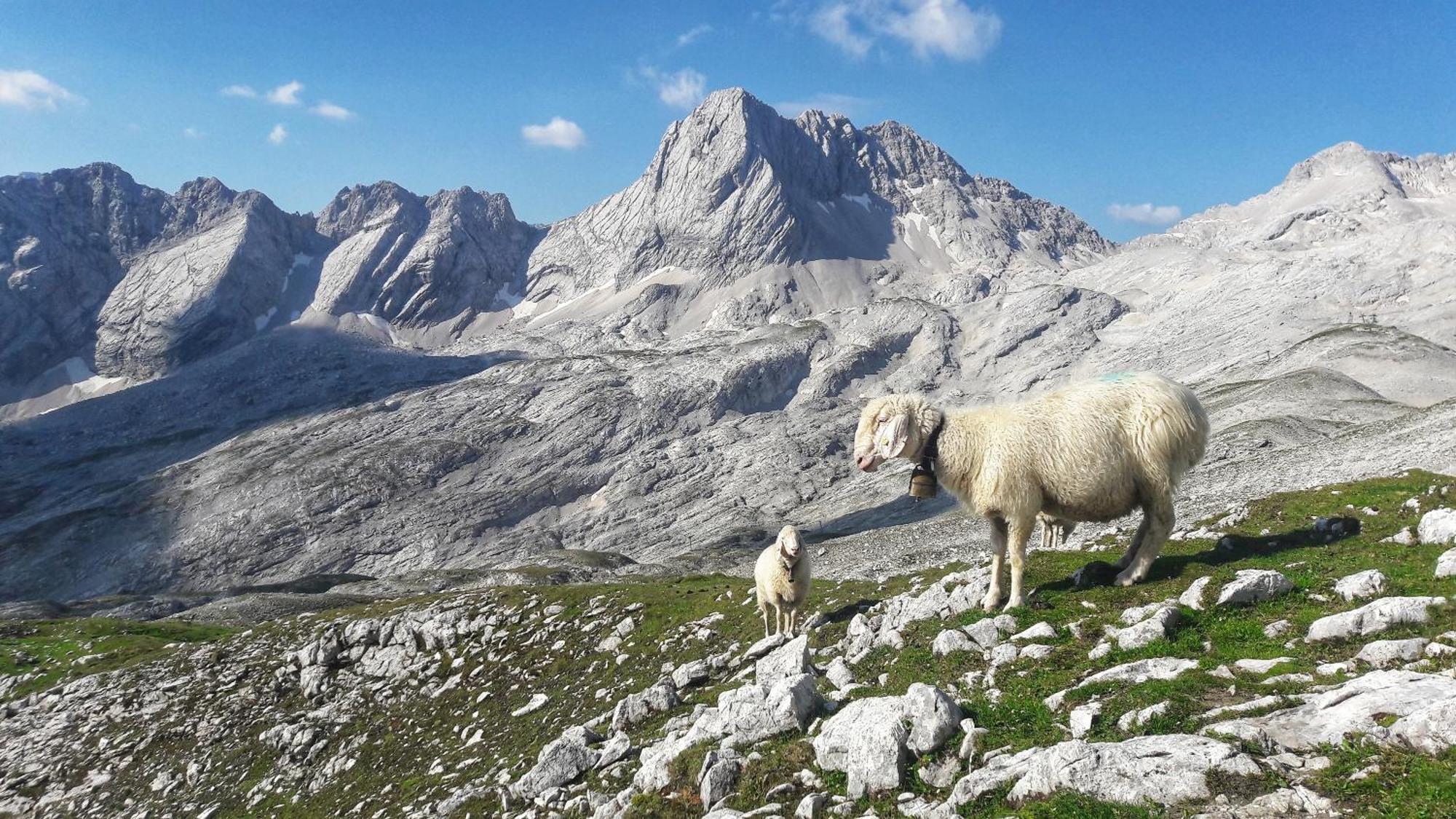 Ferienwohnung Alpspitze Grainau Bagian luar foto